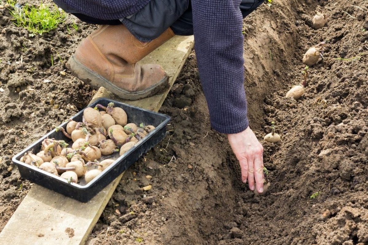 LA COLTURA DELLE PATATE NELLA TERZA PUNTATA DI SETTE PAROLE PER SETTE GIORNI